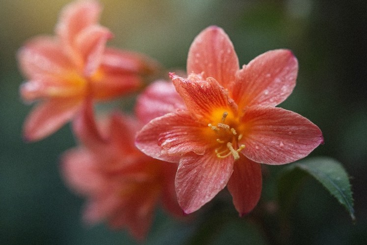 Primer plano de una flor exótica con gotas de rocío